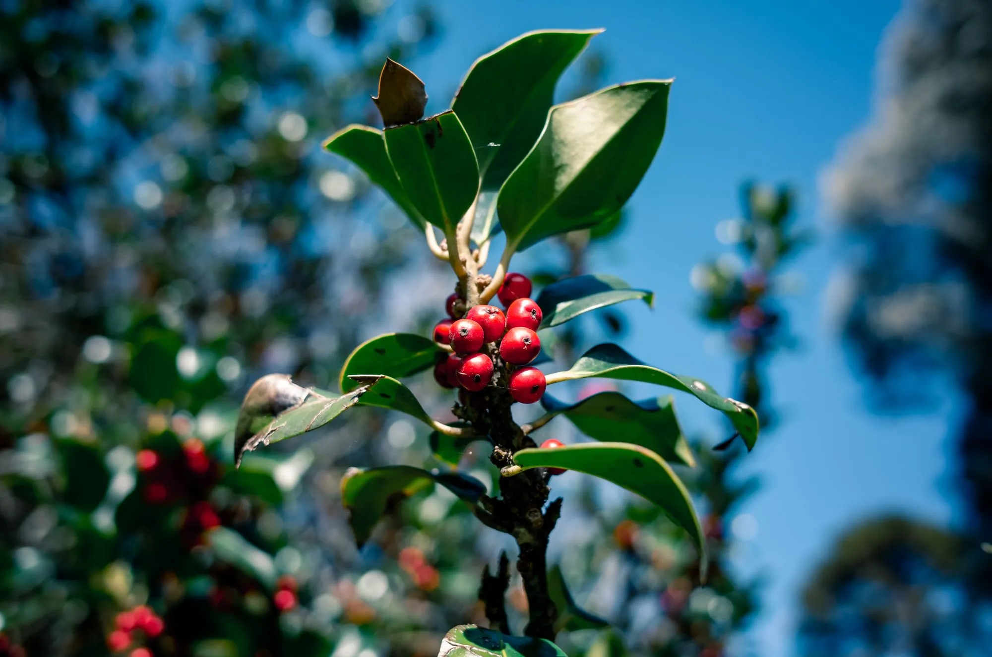 Coffee cherries ripening on the branch at one of our partner farms